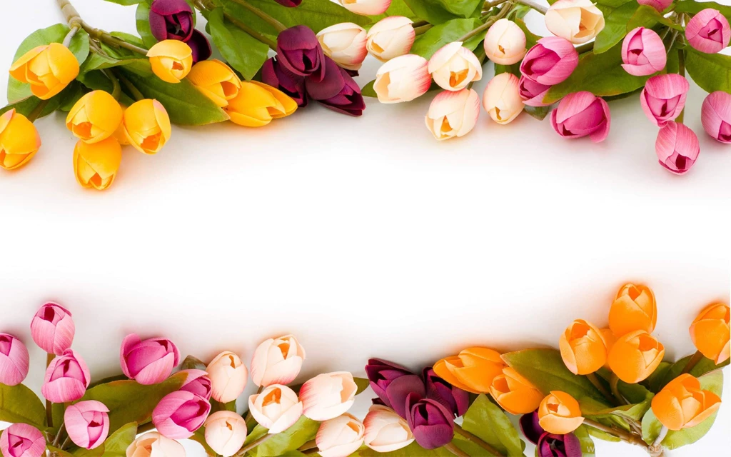 HD Colorful Tulip Flowers Desktop Wallpapers Full Size ...