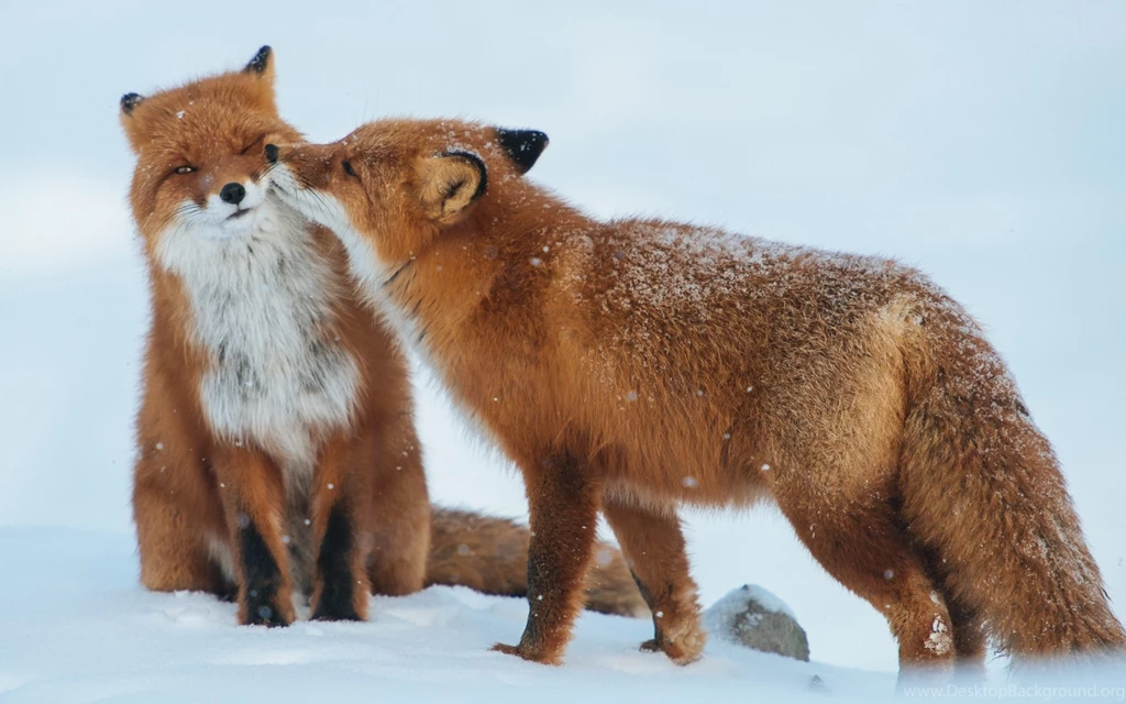 Fox Love Couple Wallpapers HD Download Of Fox Wallpapers