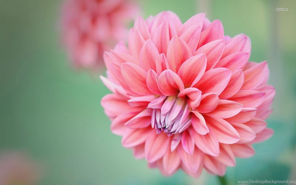 Dahlia Wallpapers Flower Wallpapers
