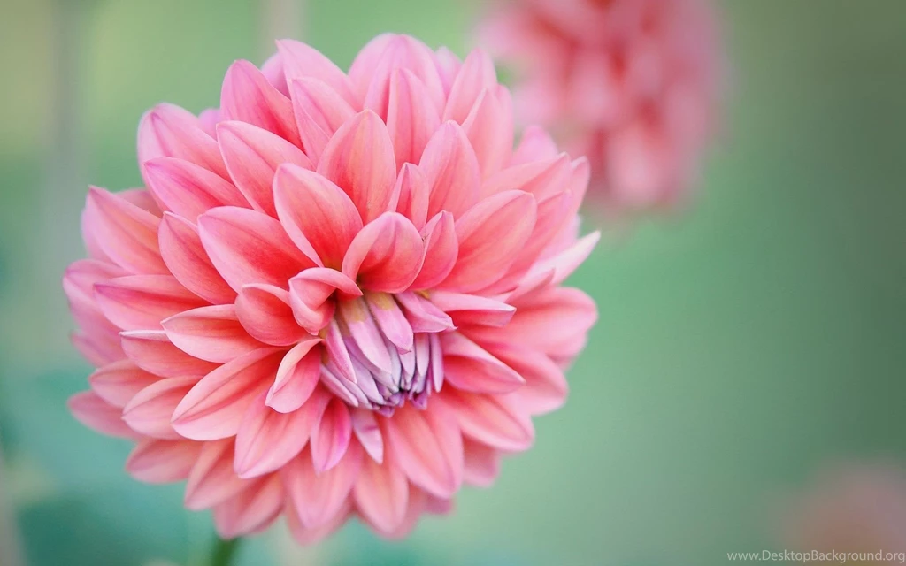 Download Dahlia Wallpapers 3928 1680x1050 Px High Resolution ...
