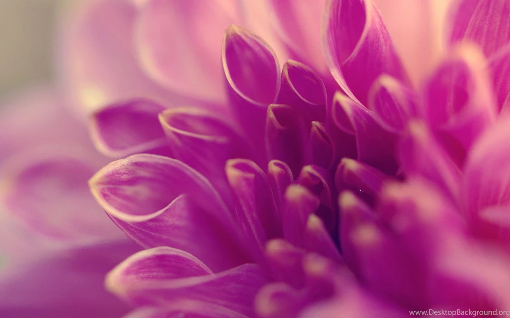 Download Dahlia Wallpapers 3928 1680x1050 Px High Resolution ...