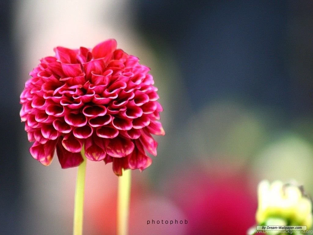 Free Wallpapers Free Flower Wallpapers Dahlia Wallpapers ...