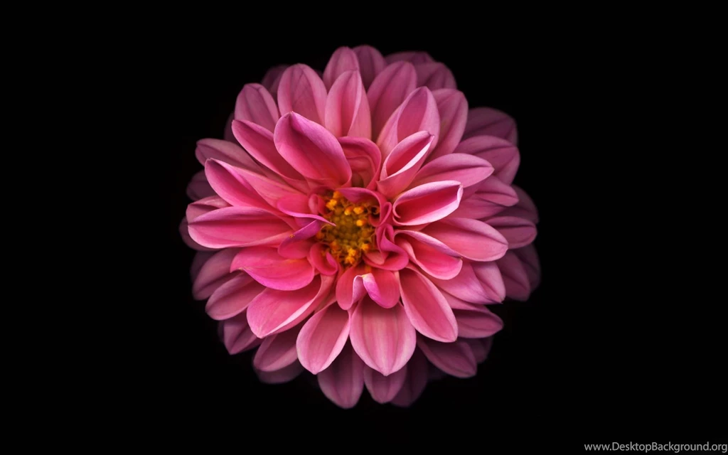 Pink Dahlia Wallpapers 3929 1920 X 1200 WallpaperLayer.com