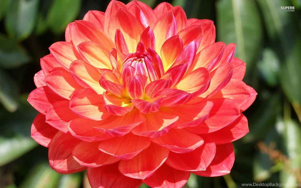 Pink Dahlia Wallpapers Flower Wallpapers