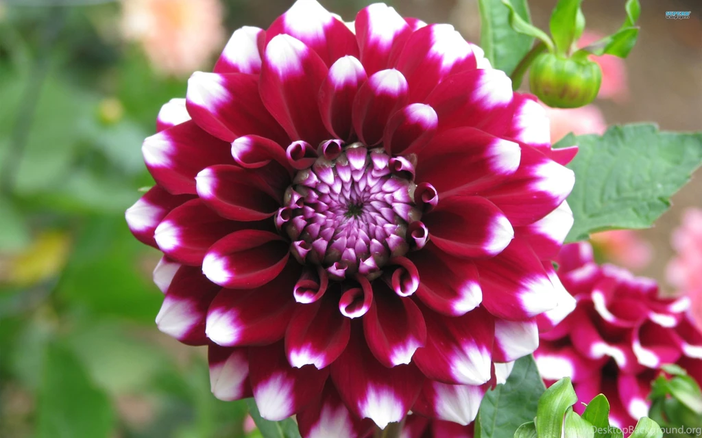Dahlia Wallpapers   Flower Wallpapers