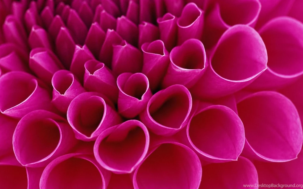 Pink Dahlia Wallpapers Free Wide HD Wallpapers