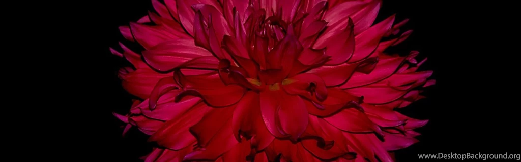 Download Wallpapers 3840x1200 Dahlia, Flower, Bud, Black Backgrounds ...