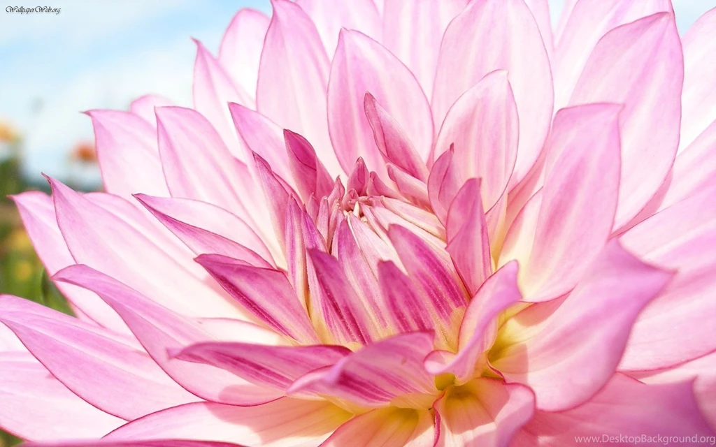 Nature: Dahlia Pink Informal, Picture Nr. 27354