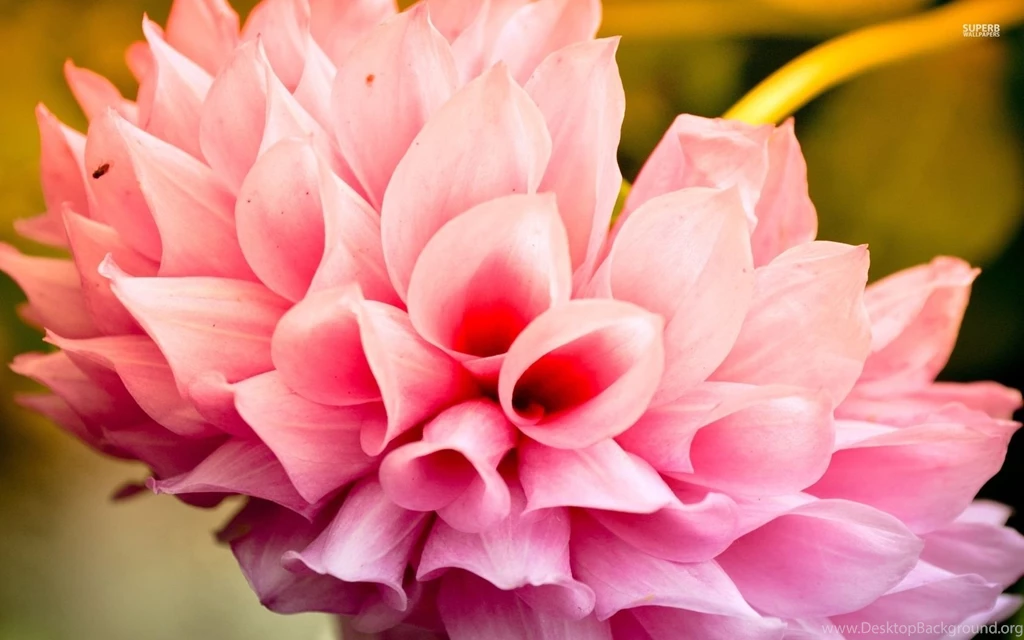 Pink Dahlia Wallpapers Flower Wallpapers