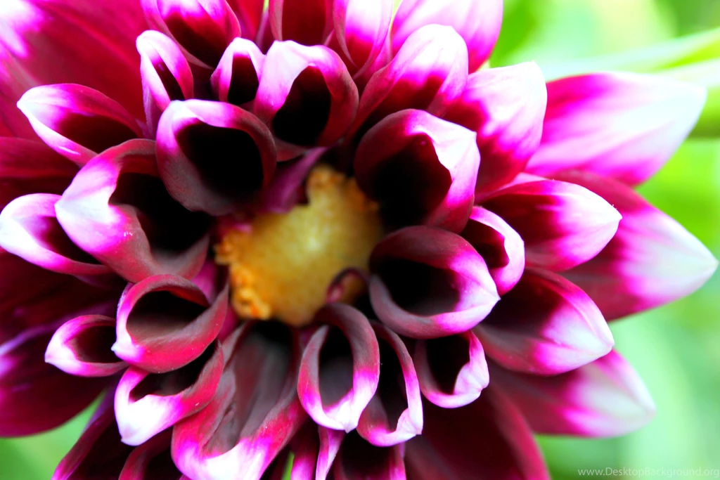 Beauty Purple Dahlia HD Wallpapers