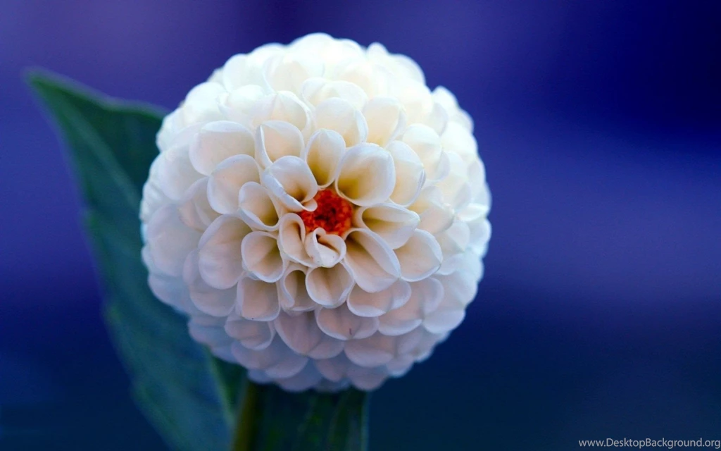 Dahlia White Flower Hd Wallpapers Wallpapers