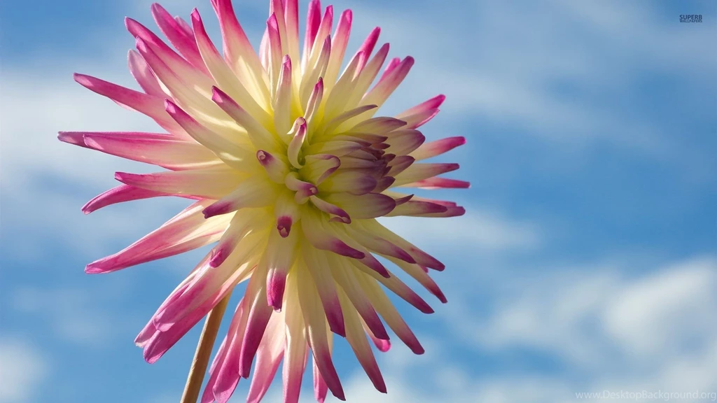 Dahlia Wallpapers Flower Wallpapers