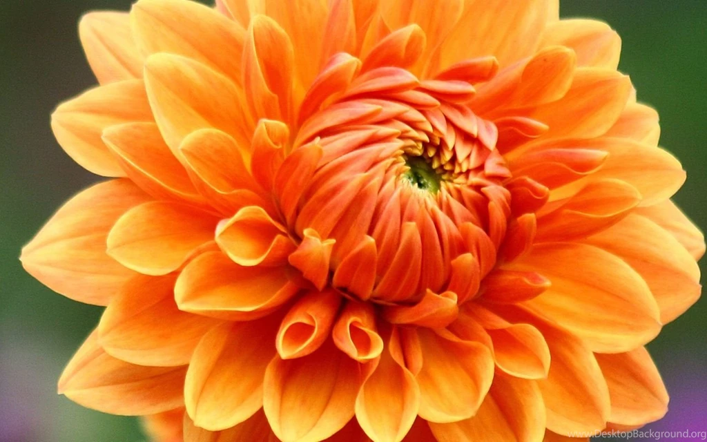 Colorful Dahlia Flowers Dahlia Flower Photos 1280x800 Wallpapers ...