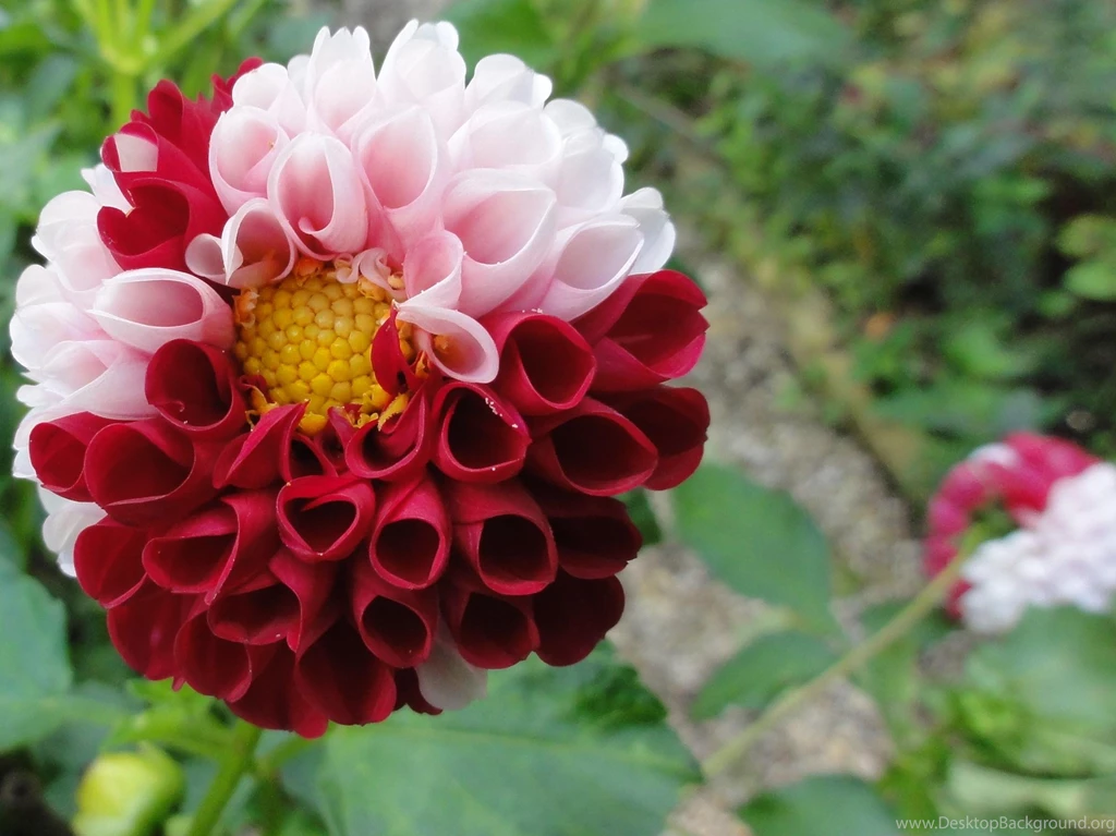 Two Color On A Dahlia >> HD Wallpaper, Get It Now!