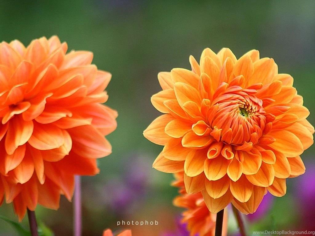 Colorful Dahlia Flowers Dahlia Flower Photos 1024x768 Wallpapers ...