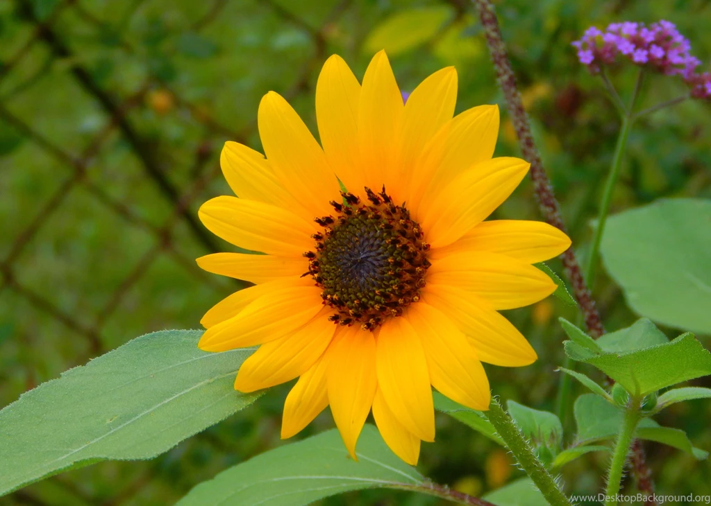 Hd Wallpapers, Widescreen Images, Free Download Images, Sky ...