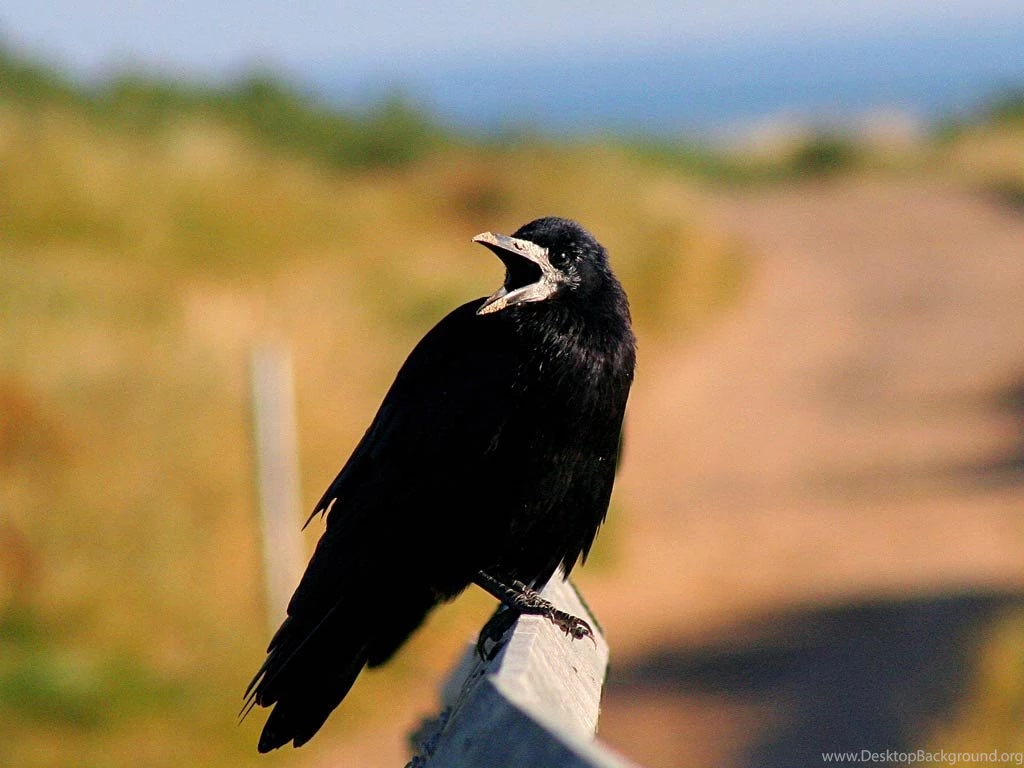 Rook Wallpapers   Animals Town