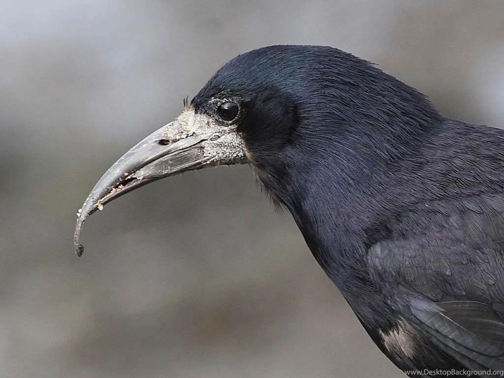 Free Rook Wallpapers Download   Animals Town