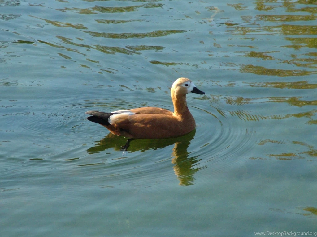 Mature duck.jpg