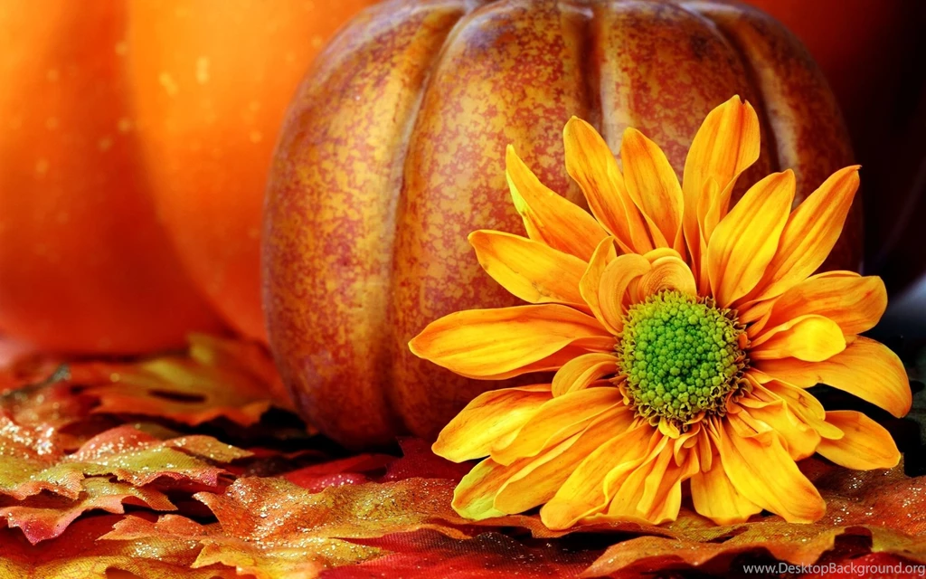 Fall Pumpkin Wallpapers 1173 1920x1200 UMad.com