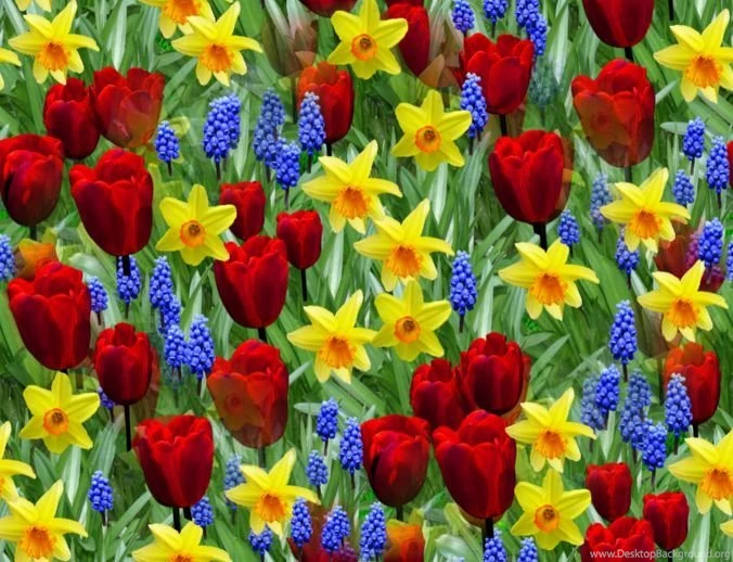 Spring Flowers Backgrounds