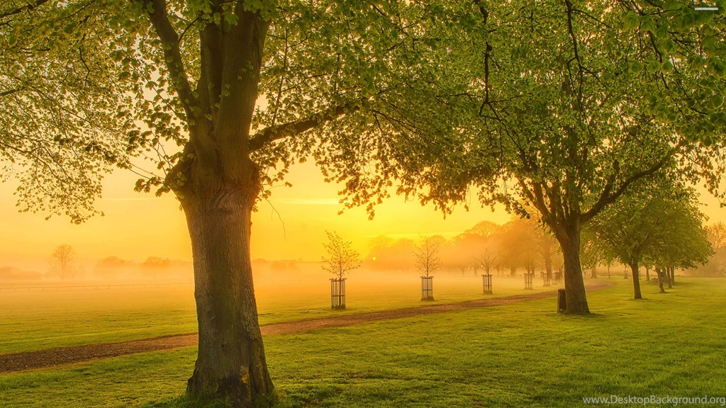 Beatiful Foggy View In The Park Wallpapers