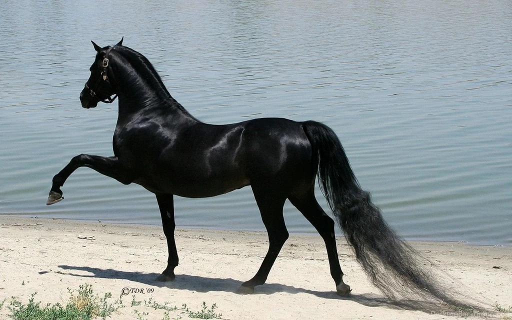 Beautiful Horse Horses Wallpapers (22410574) Fanpop