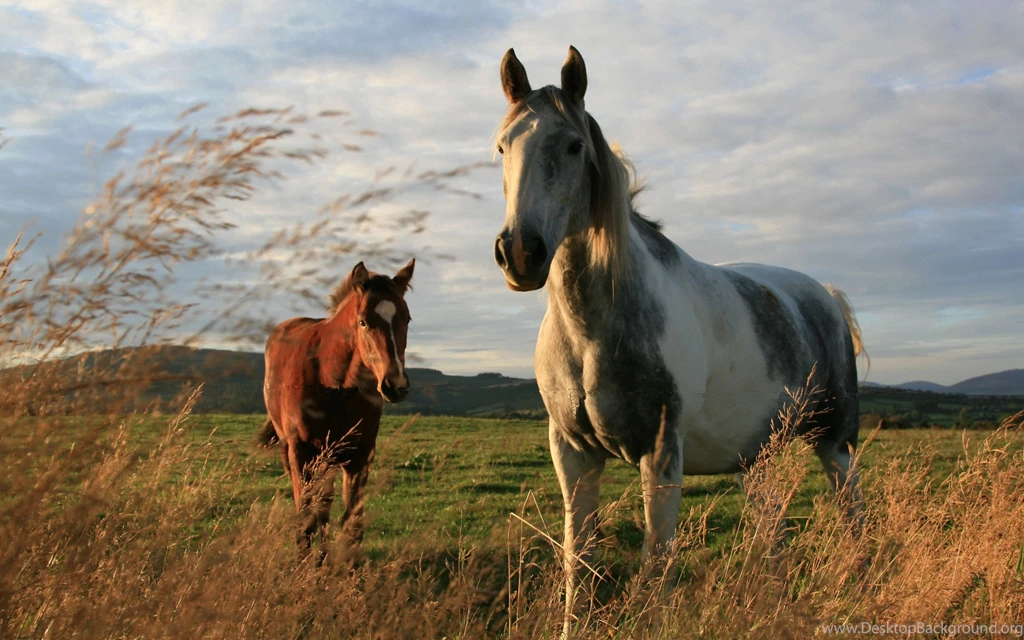 15 Beautiful HD Horse Wallpapers HDWallSource.com