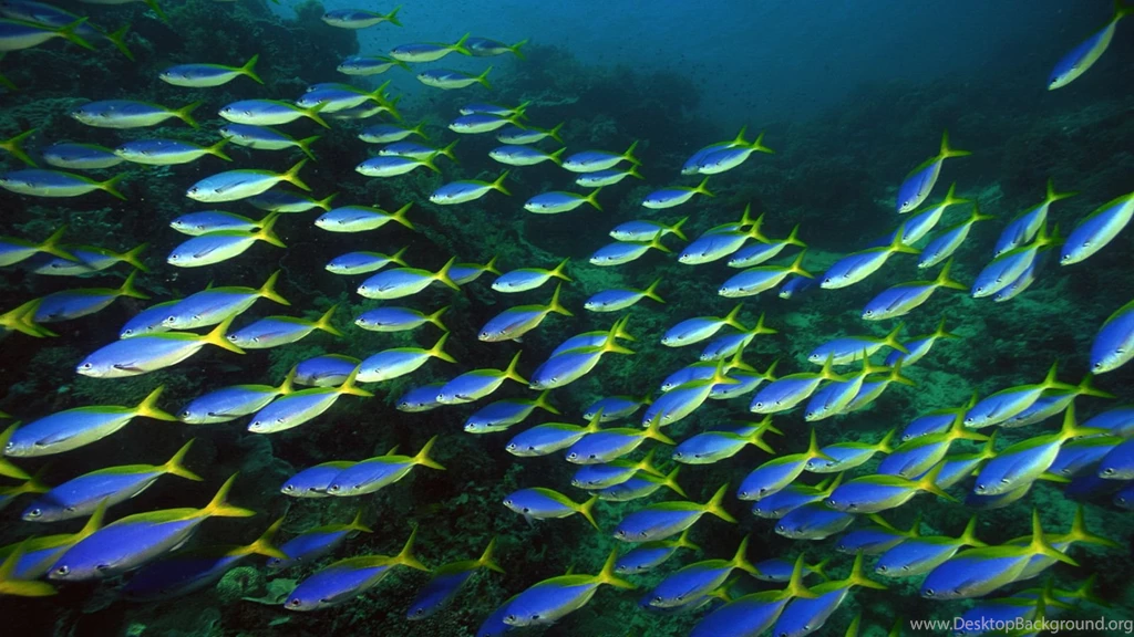 Fish Computer Wallpapers, Desktop Backgrounds