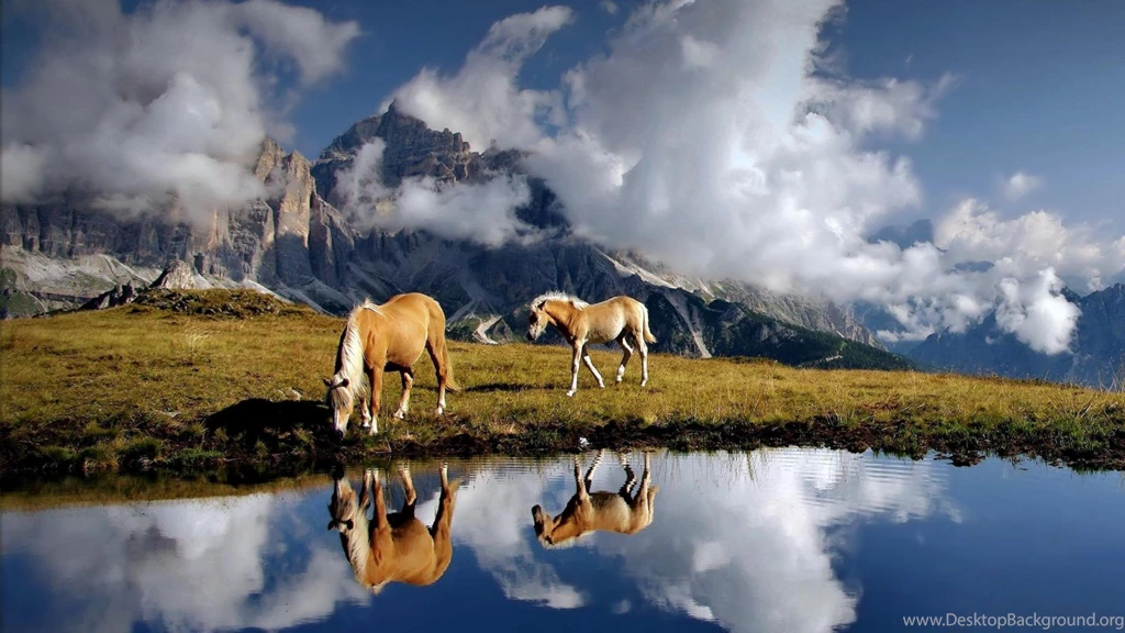 55 Most Dashing HD Horse Wallpapers Over The Top Mag