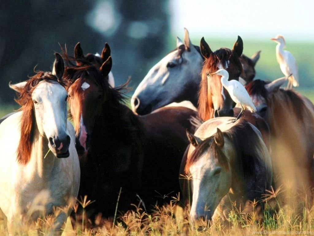 Horse Wallpapers HD Pictures