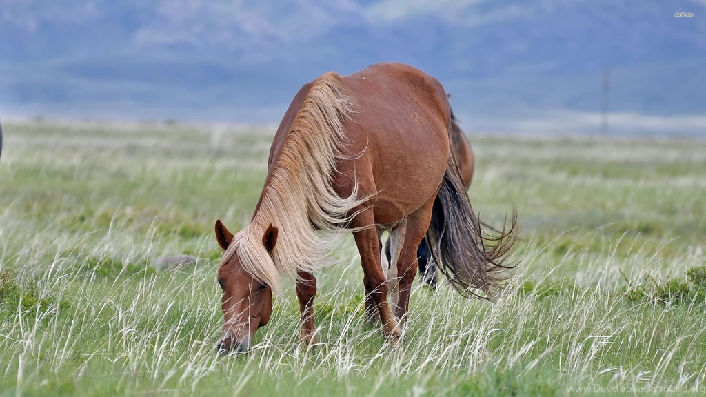 Beautiful Horse Wallpapers Animal Wallpapers