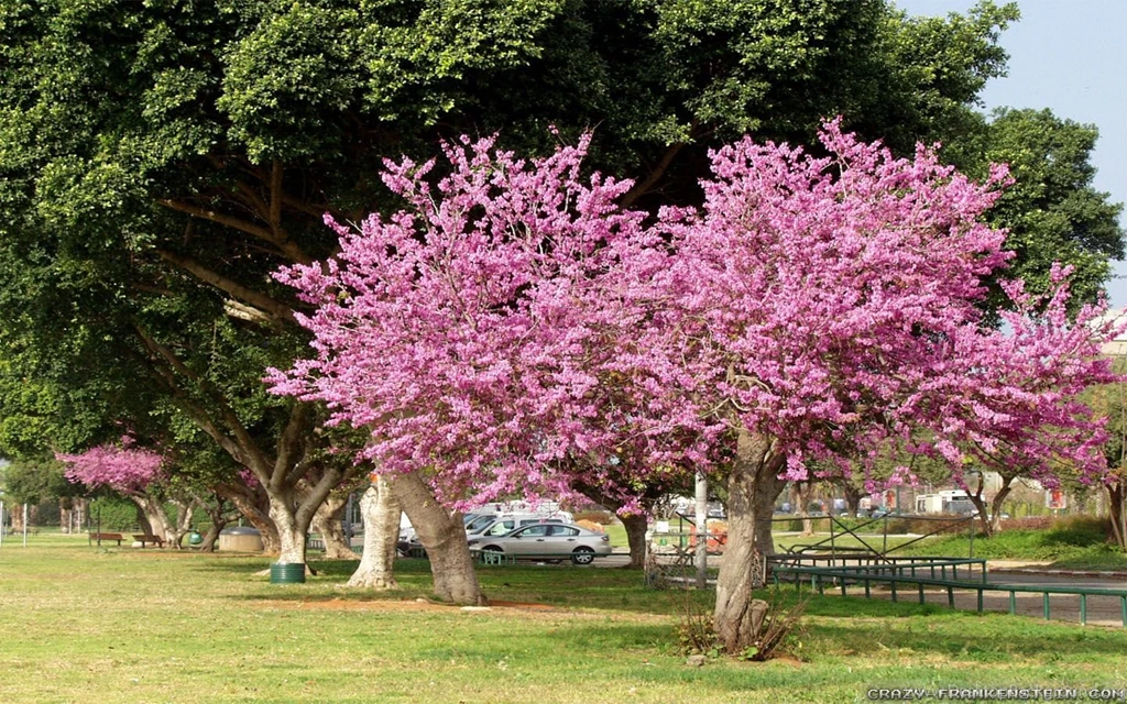 Spring Park Wallpapers   Crazy Frankenstein