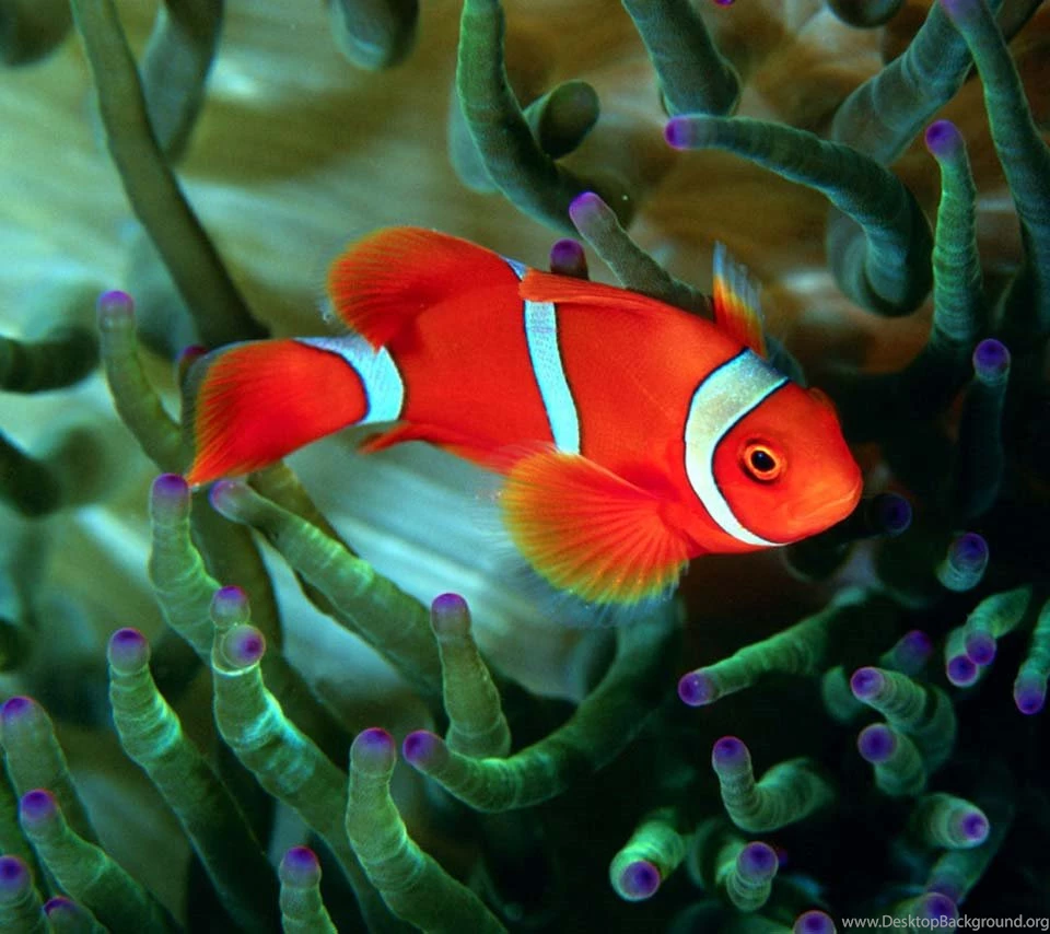 Beautiful Fish Wallpapers HD Pictures