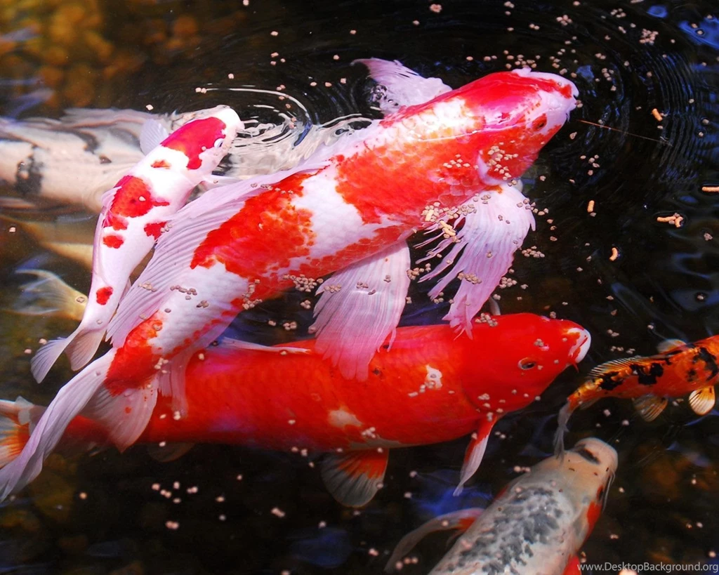 Fish Wallpapers Free Download Wallpapers High Definition