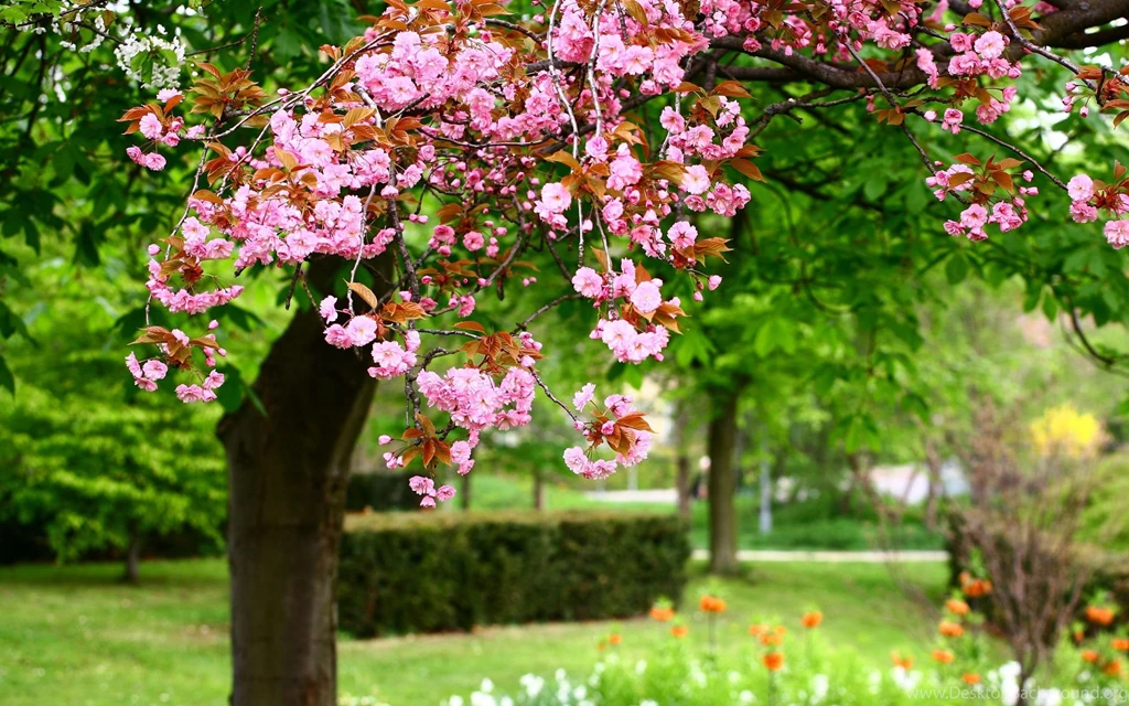 Spring Landscape With Pink Flowers In Full Bloom On Park Wallpapers ...