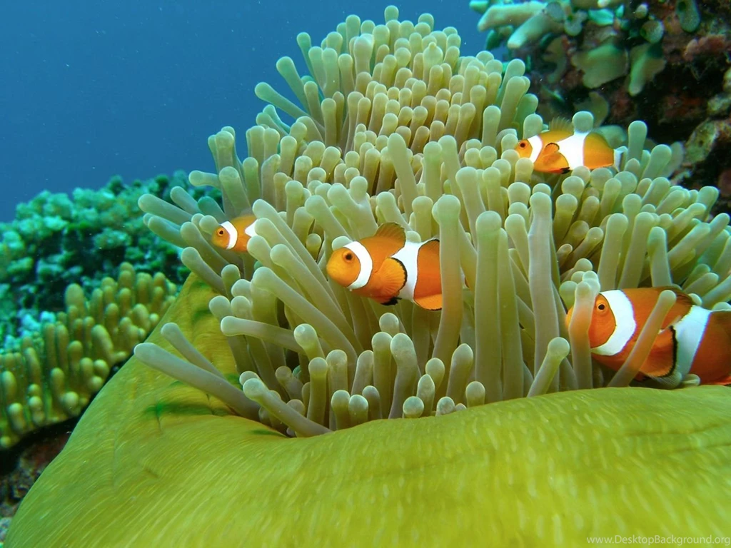 Clown Fish Wallpapers Themes