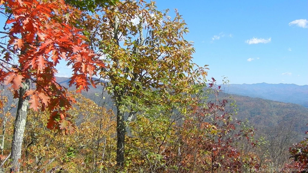 Sweetcouple: High Resolution Beautiful Nature Jungle Wallpapers ...