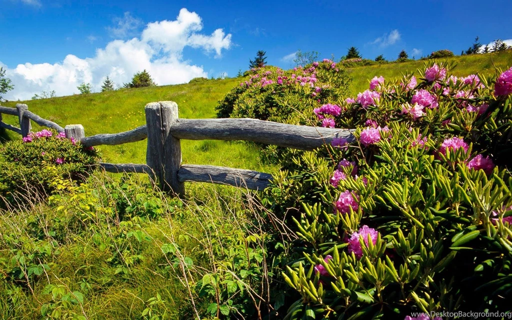 Free Cute Nature Wallpapers (15 HD Photos)