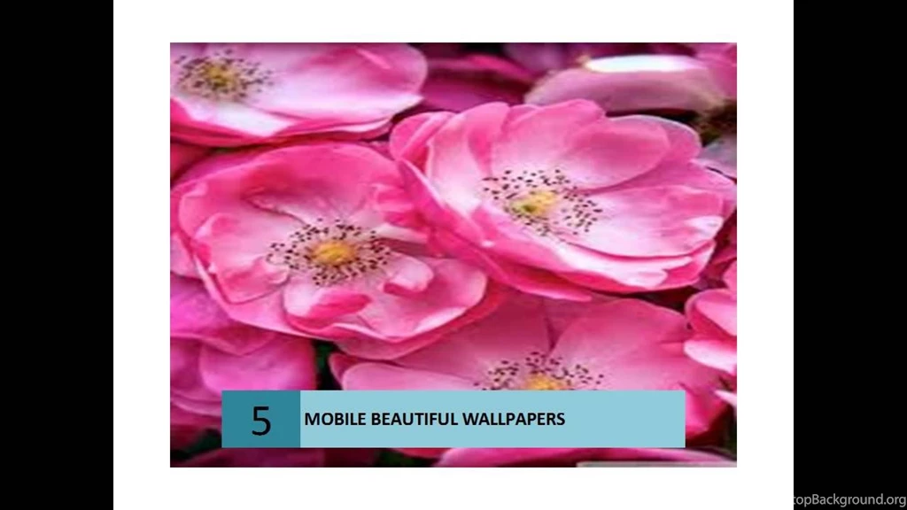 Download Free Beautiful Wallpapers For Your Mobile Phone YouTube