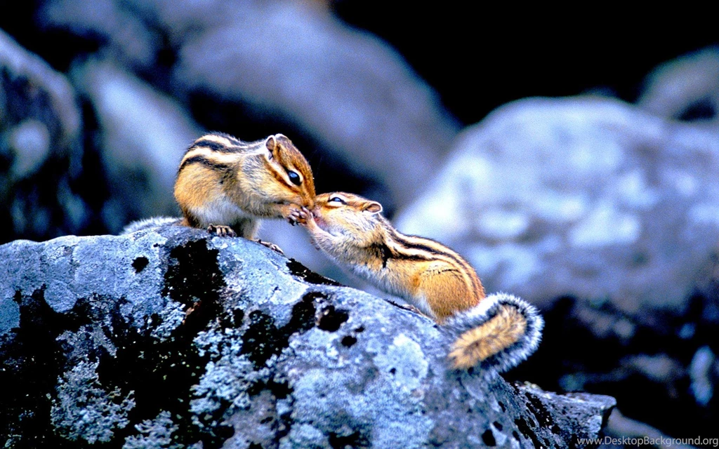 Sweet Kiss >> HD Wallpaper, Get It Now!