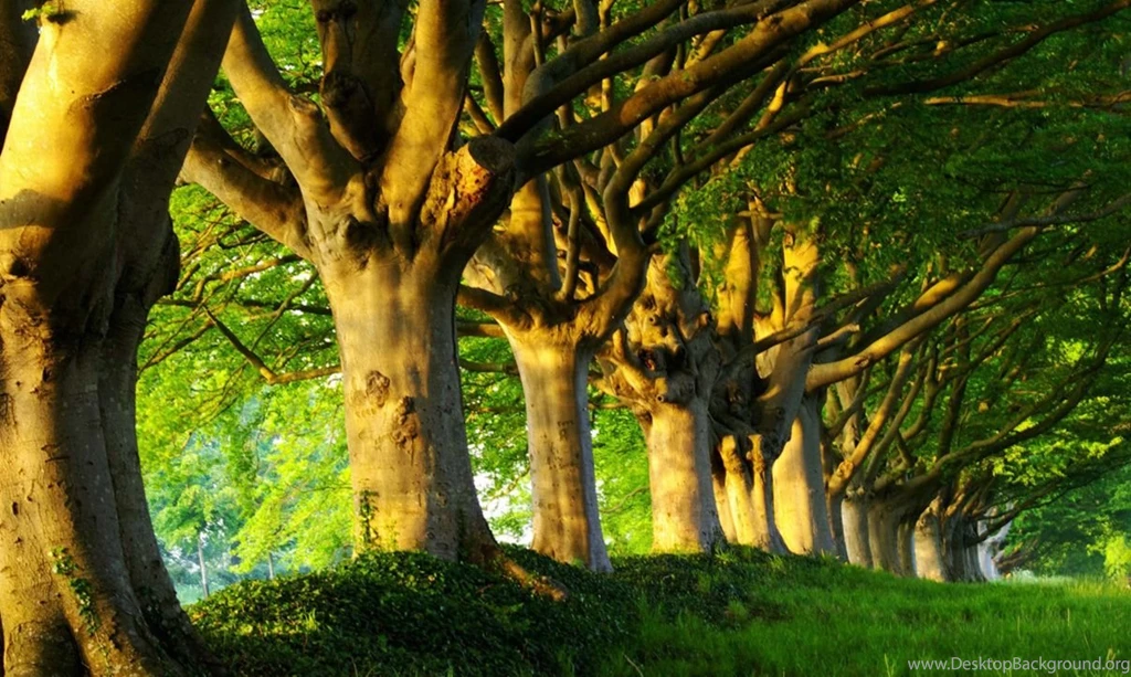 Amazing Landscape Images, Free Habitat Images, Green, Download Hd ...