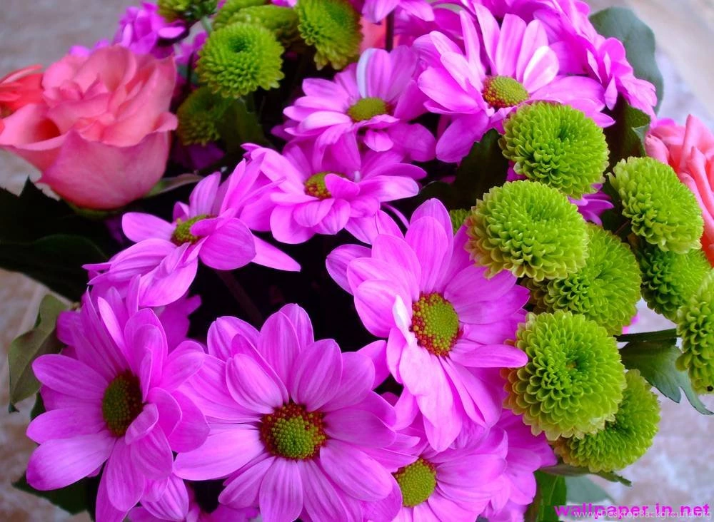 Rose flowers pictures free download.jpg