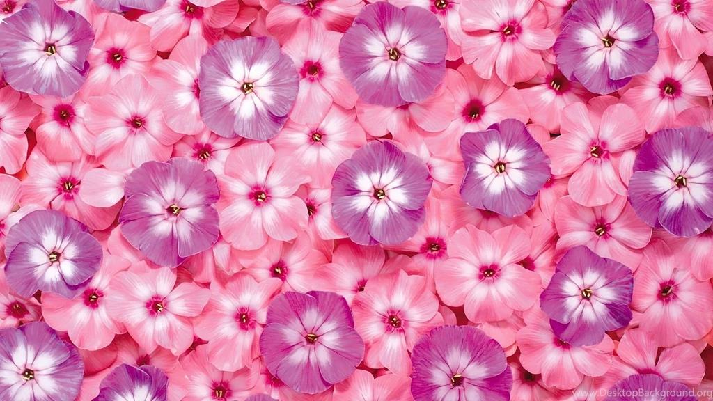 Pink Flowers Wallpapers Free Download (3) – Amazing Trends