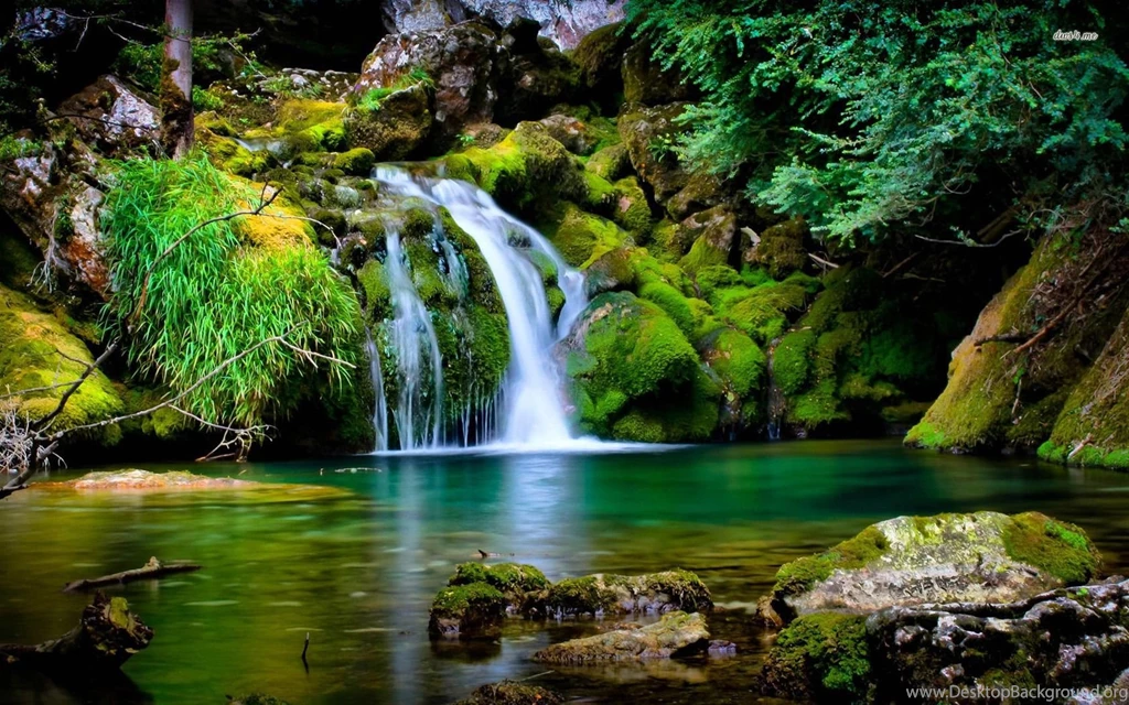 Tamborine National Park Wallpapers Nature Wallpapers