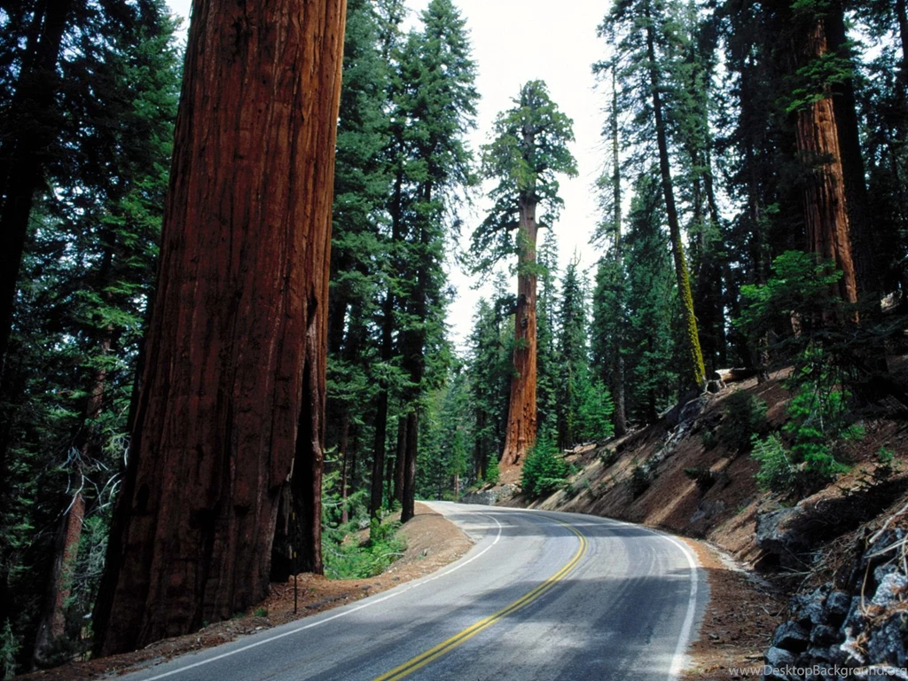 Sequoia National Forest Road Wallpapers.jpg