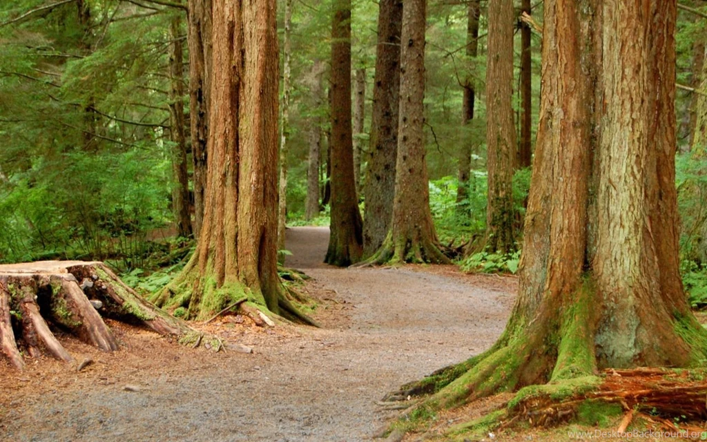 Tongass National Forest Wallpapers