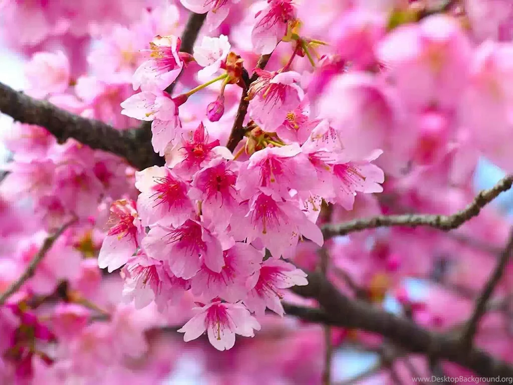 Pink Flowers Wallpapers.jpg
