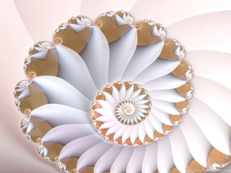 White Nautilus Wallpapers Fractal Art Gallery