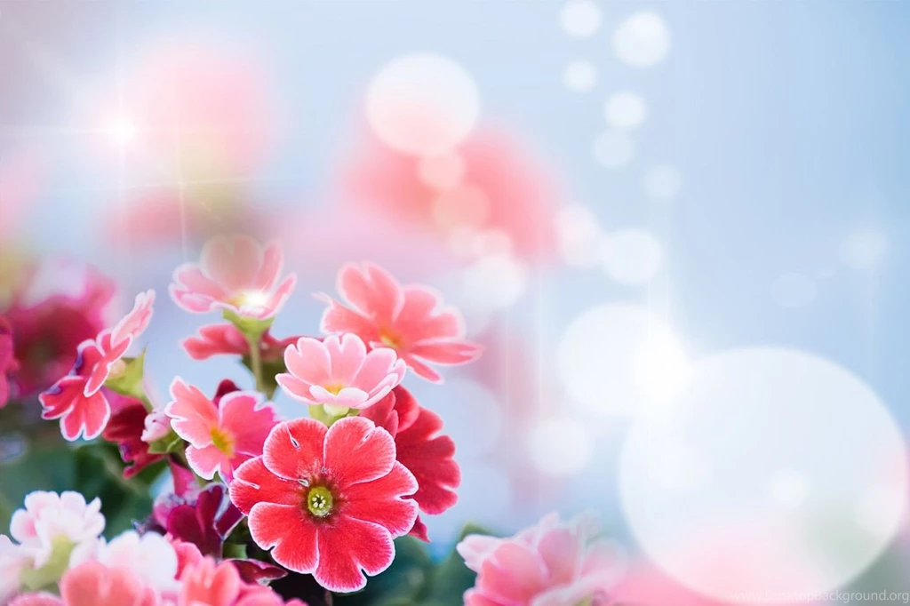 Floral Wallpapers 31264 Flowers Photo Flowers